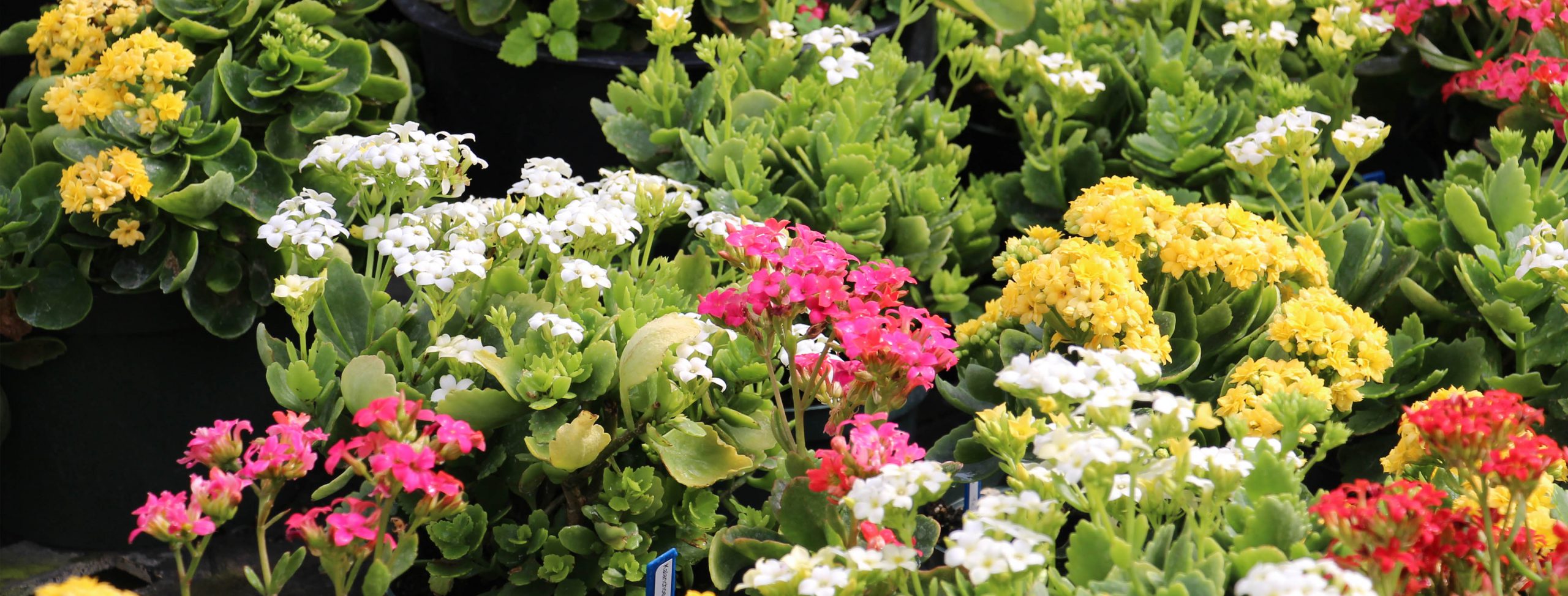 Southwestern Illinois College Southwestern Illinois College Enrollment-Services