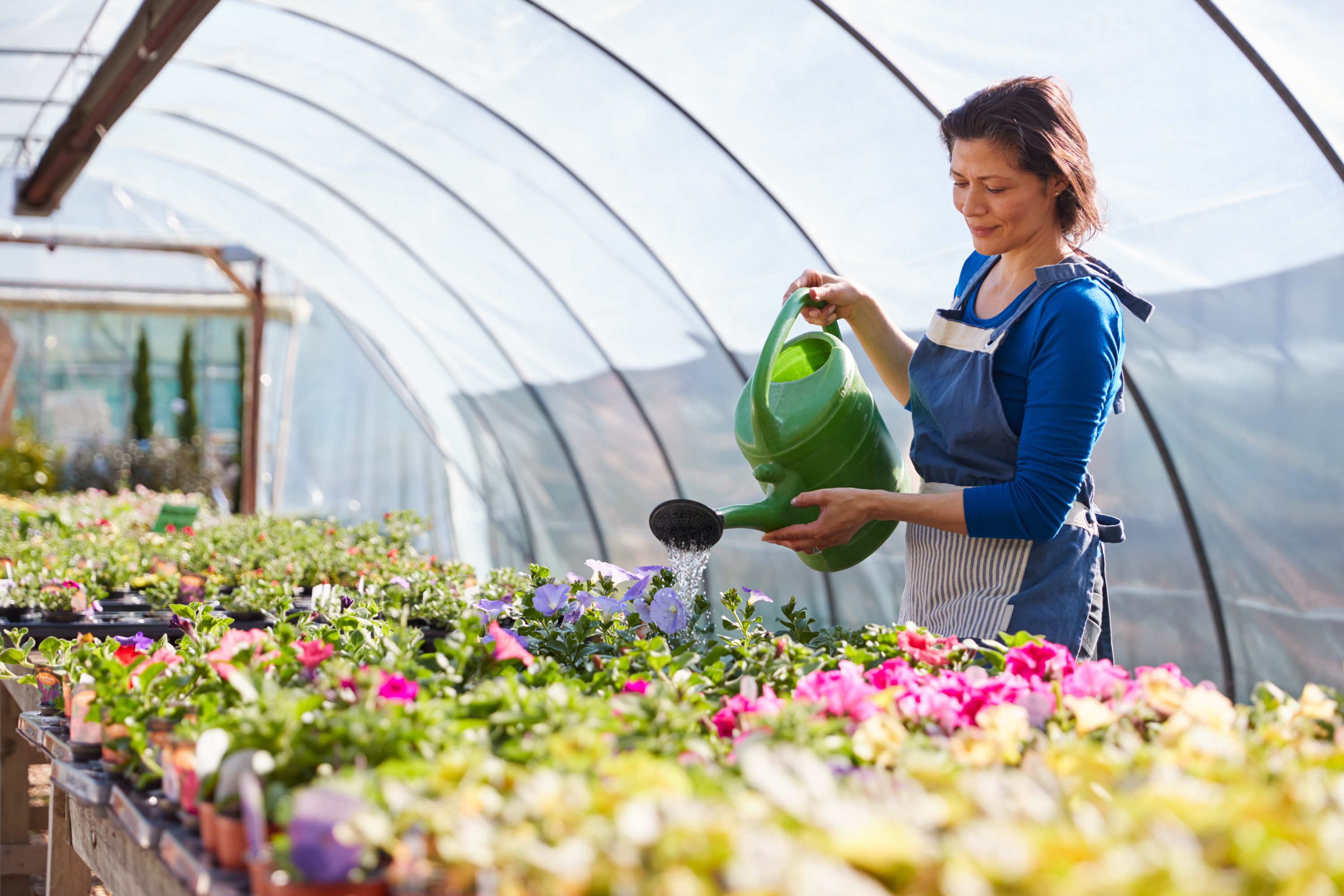 Mature Woman Working In Garden Center Watering Plants In Greenhouse With Watering Can