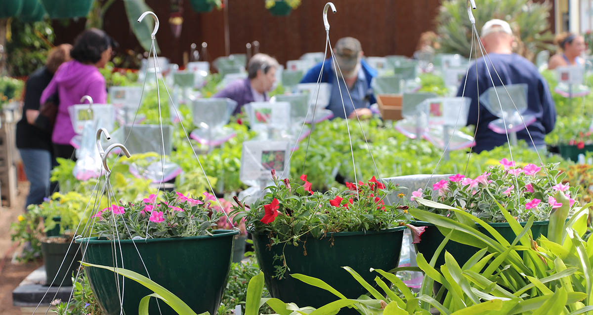 Annual plant sale horticulture