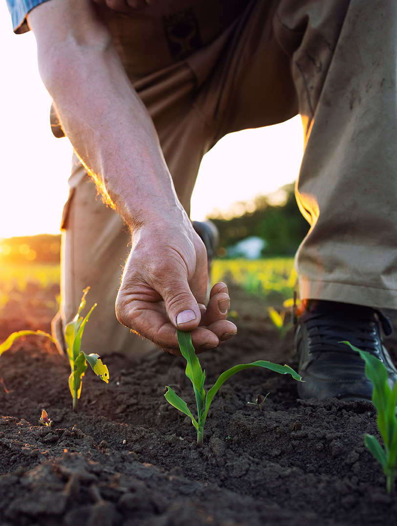 Inspecting crops - Agronomy